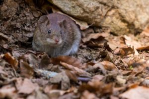 Philly's rat problem is among the worst in the U.S.