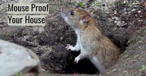 mouse proof