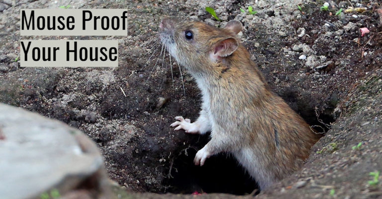 mouse proof