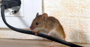 how do mice enter