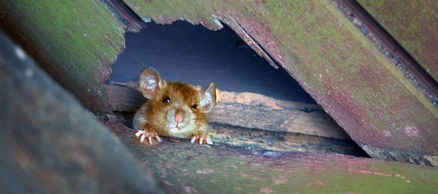 prevent rodent infestations