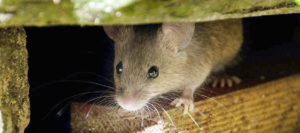 rodent-proofing