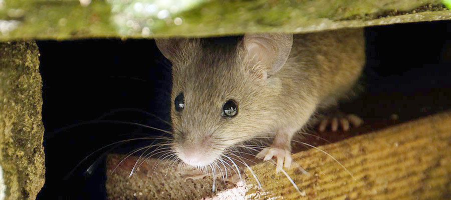 rodent-proofing