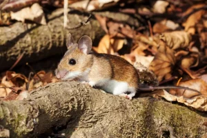 how to get rid of mice